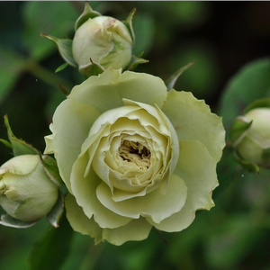 Vrtnica brez vonja - Roza - Lovely Green™ - Na spletni nakup vrtnice